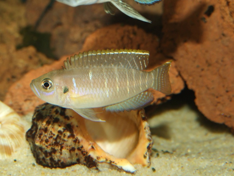 Neolamprologus brevis 'Chimba'